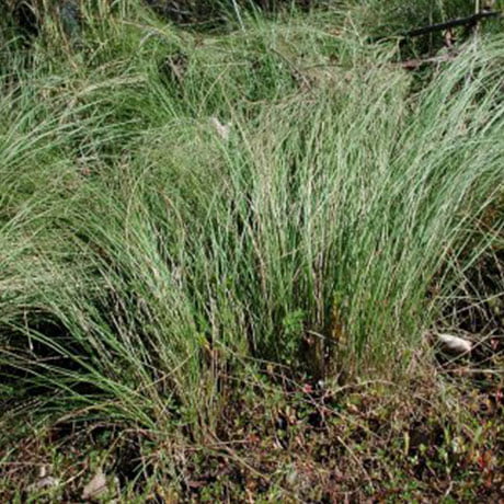 African Lovegrass | Central Tablelands Weeds Authority